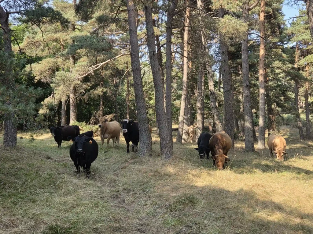 Vaches de races Aubrac et Lowline