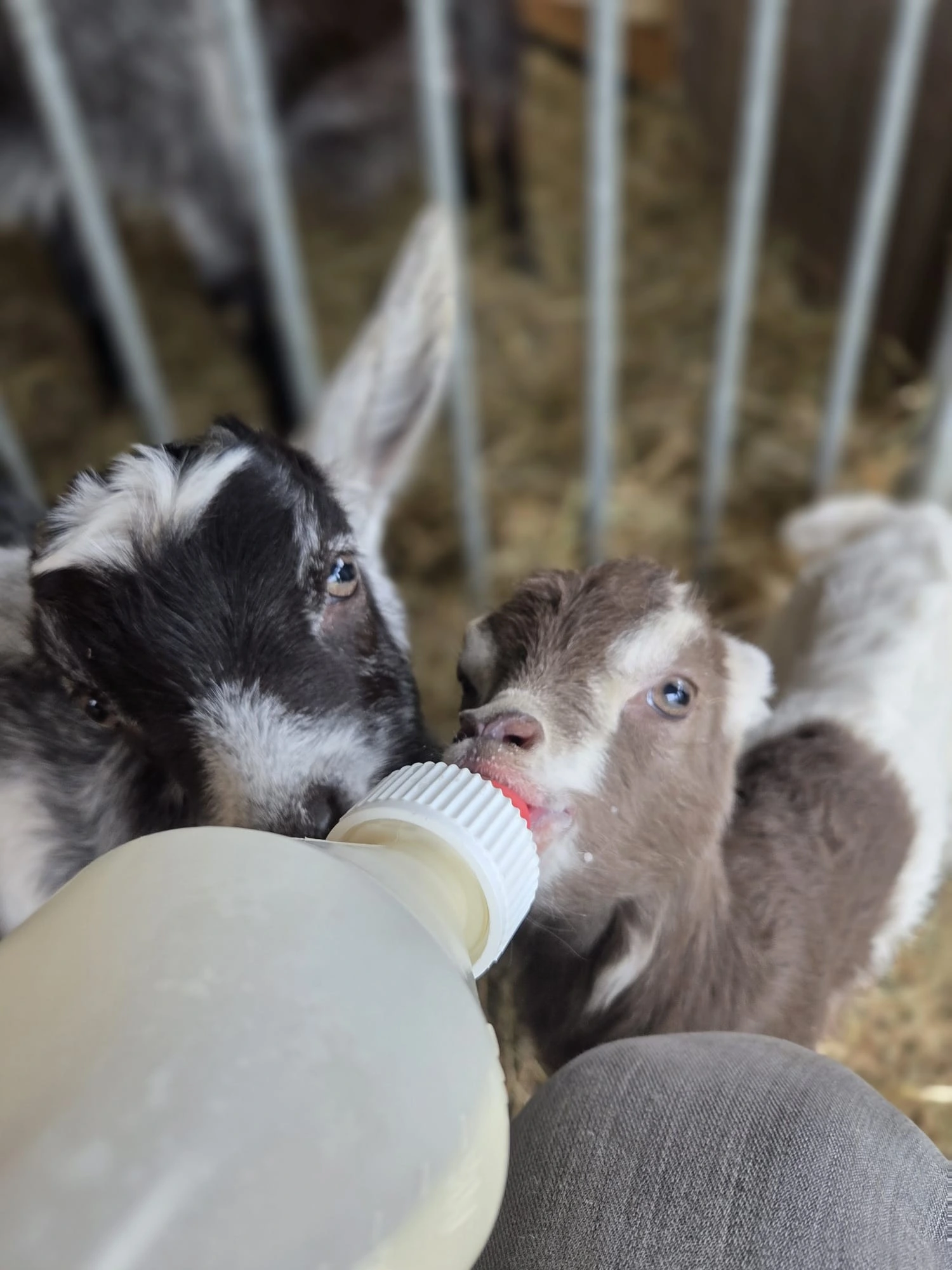 Chèvre et chevreau nourris au biberon