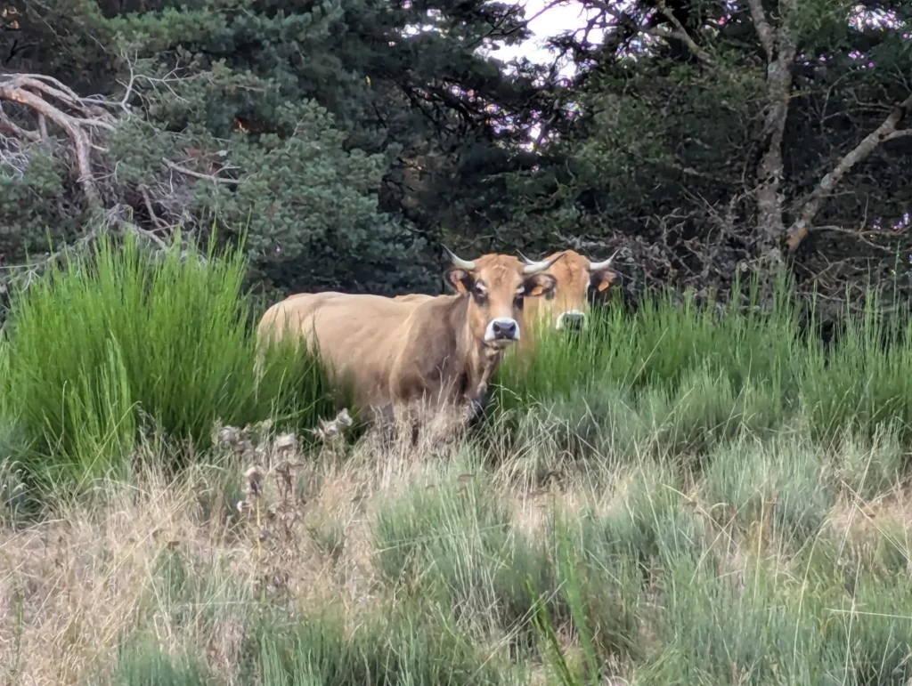 Vache de race aubrac, élevage le boeuf sur le toit