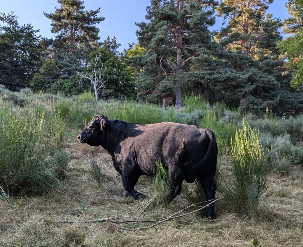 Vache noire de race lowline, élevage le boeuf sur le toit