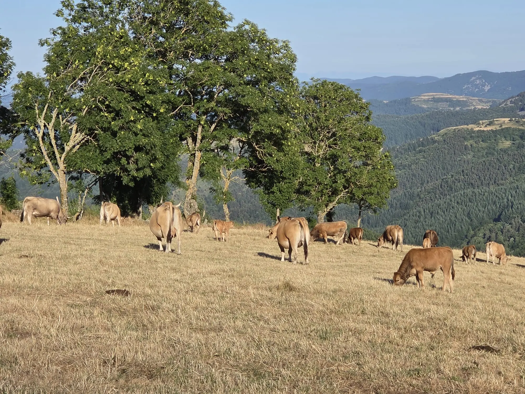 aubrac_vaches_leboeufsurletoit