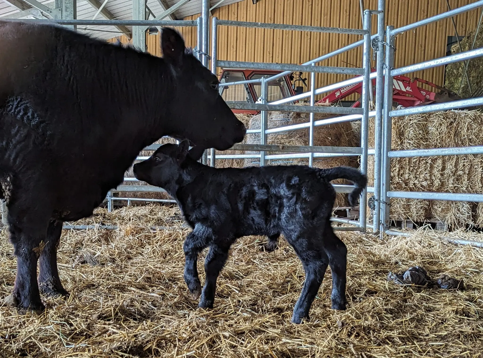 leboeufsurletoit_elevage