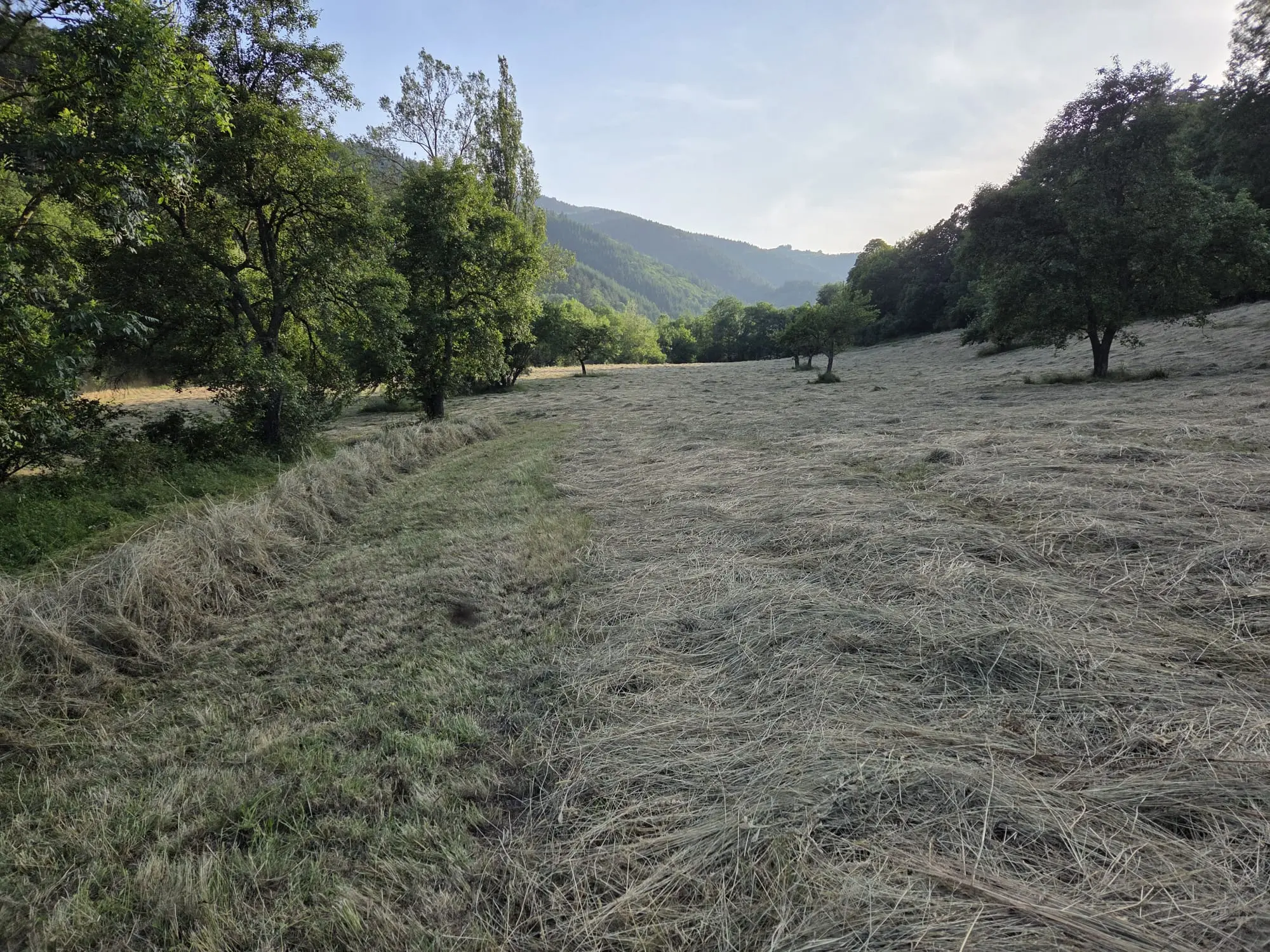 Plateau du mont mézenc ferme le boeuf sur le toit