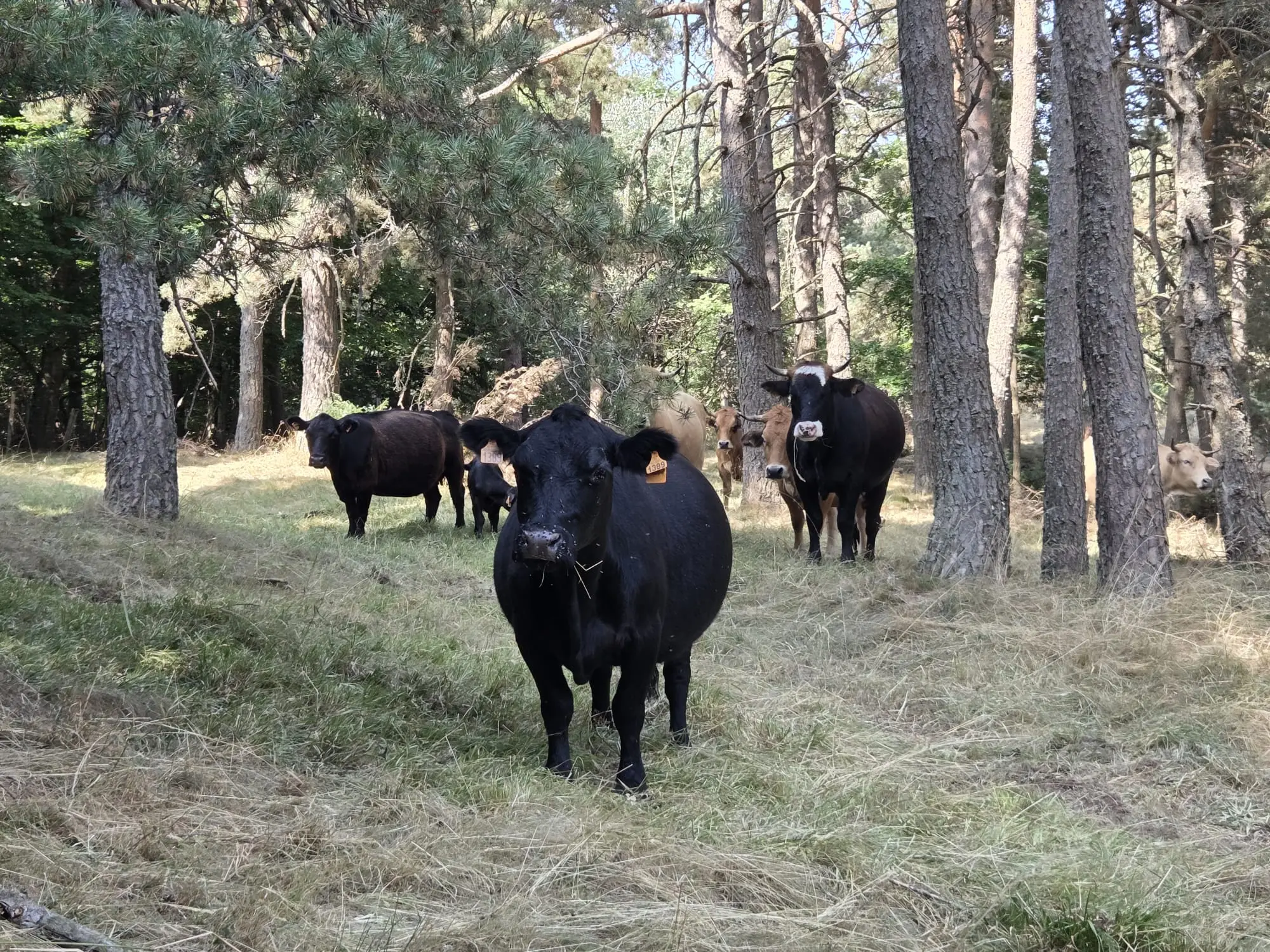 Vaches sur le plateau du mont mézenc