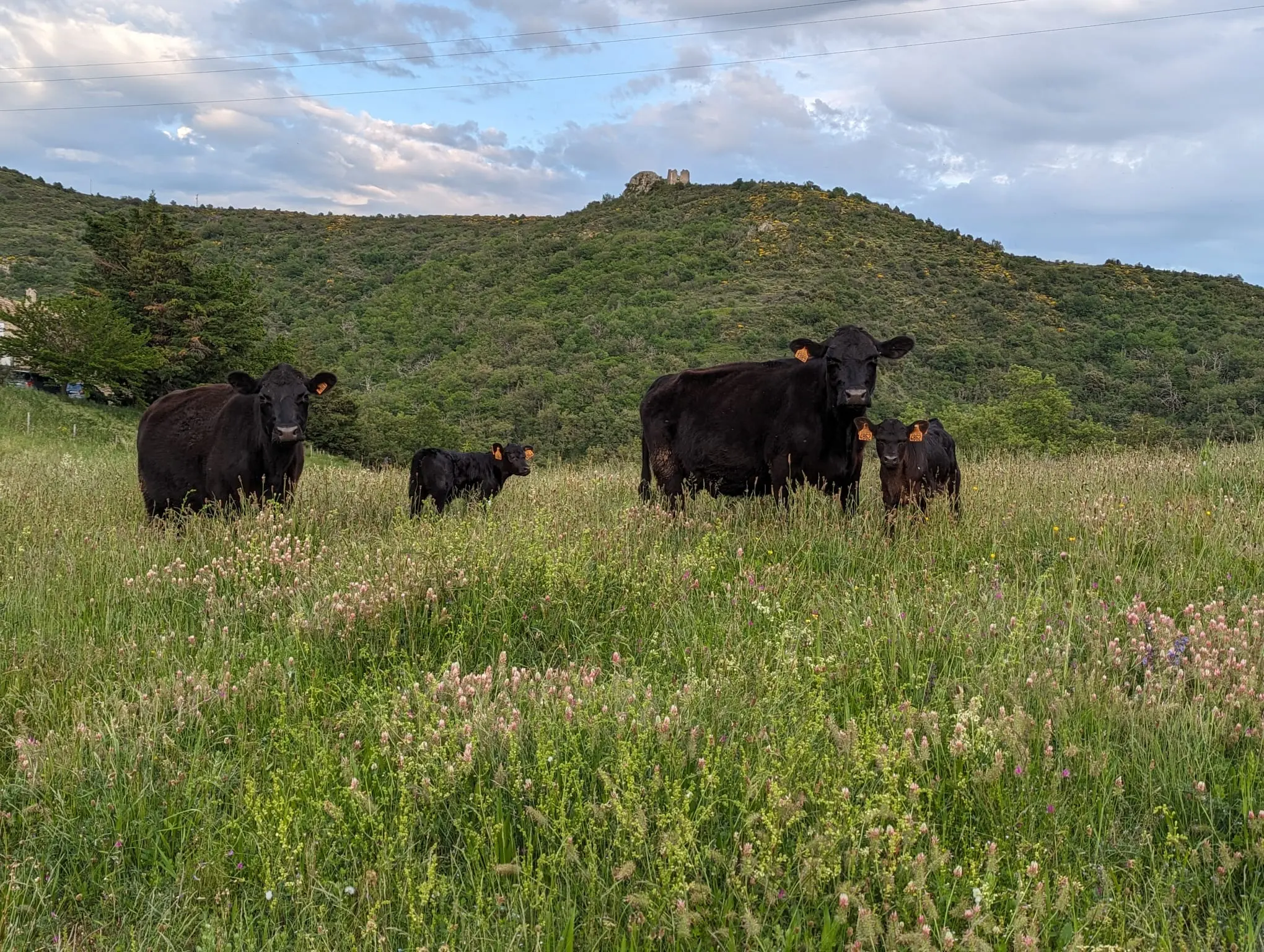 lowline_pierregourde