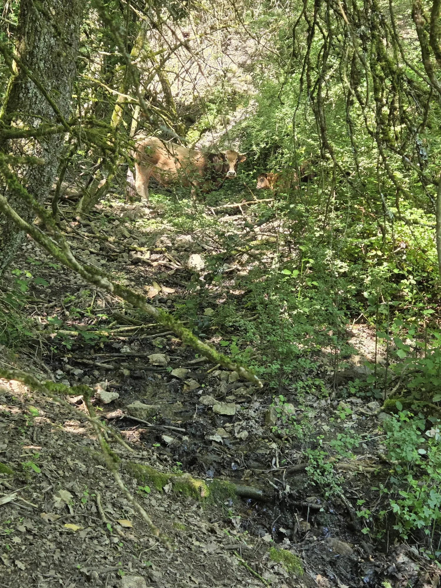 vache_leboeufsurletoit