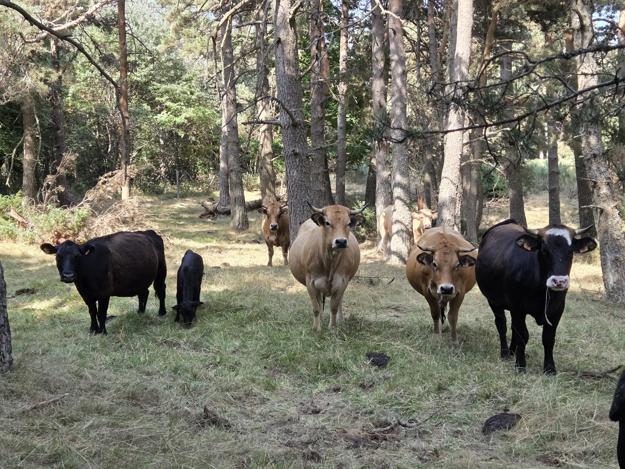 vaches_leboeufsurletoit